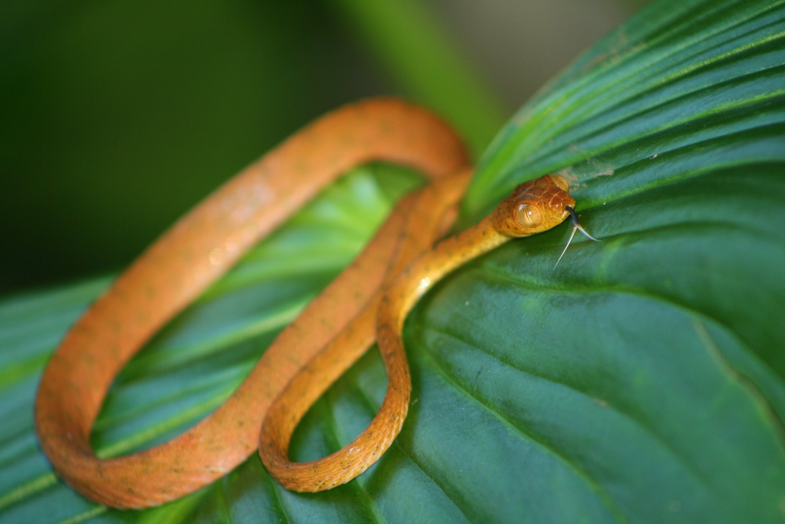 Tree Snake Costa Rica