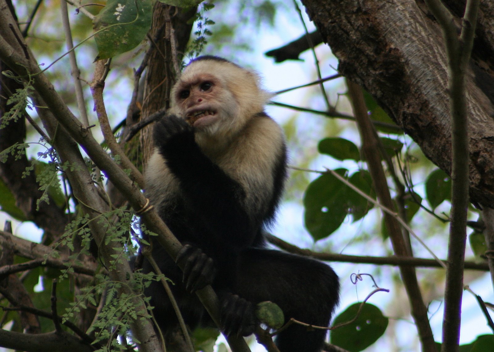 White Faced Capuchin Costa Rica